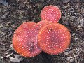 Paddenstoelen 7